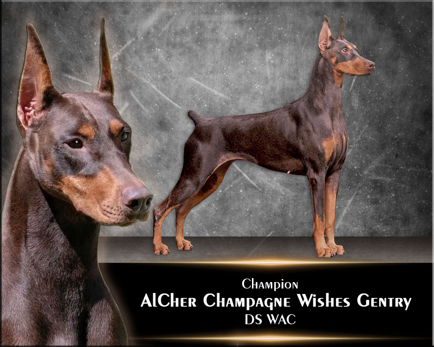 AlCher's Champagne Wishes Gentry