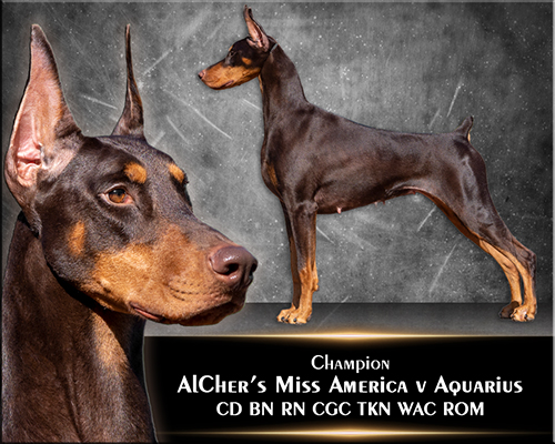 AlCher's Miss America v Aquarius