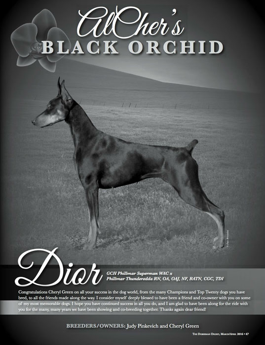AlCher's Black Orchid