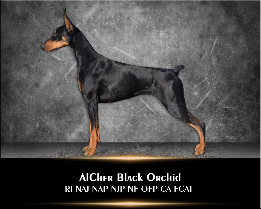 AlCher's Black Orchid